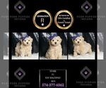 Puppy Stark F1 Maltipoo
