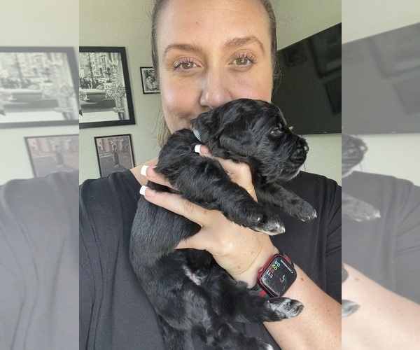 Medium Photo #63 Bernedoodle Puppy For Sale in BELMONT, NC, USA
