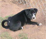 Small #6 American Pit Bull Terrier-Border Collie Mix
