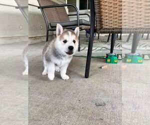 German Shepherd Dog-Siberian Husky Mix Puppy for sale in PENSACOLA, FL, USA