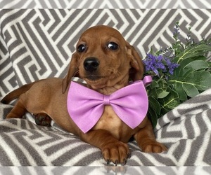 Dachshund Puppy for sale in CEDAR LANE, PA, USA