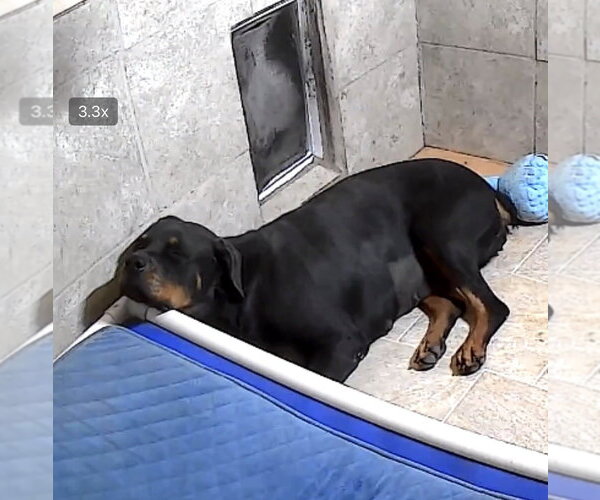 Medium Photo #3 Rottweiler Puppy For Sale in Gilbert, AZ, USA