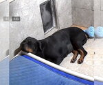 Small #2 Rottweiler