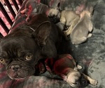 Small Photo #1 French Bulldog Puppy For Sale in YUCAIPA, CA, USA