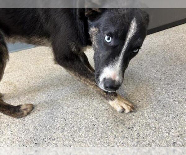 Medium Photo #1 German Shepherd Dog-Unknown Mix Puppy For Sale in Visalia, CA, USA