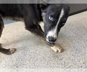 German Shepherd Dog-Unknown Mix Dogs for adoption in Visalia, CA, USA