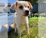 Small Spaniel Mix