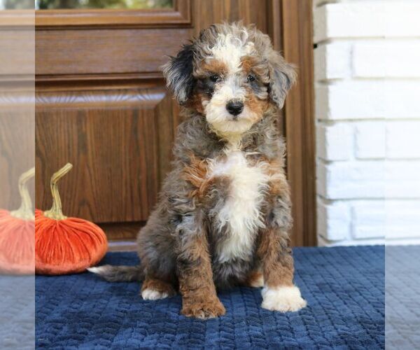 Medium Photo #1 Bernedoodle (Miniature) Puppy For Sale in NARVON, PA, USA