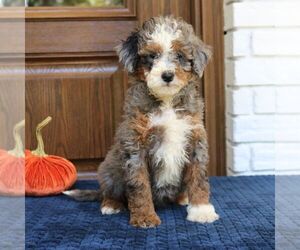 Bernedoodle (Miniature) Puppy for sale in NARVON, PA, USA