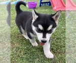 Small Photo #5 Alusky Puppy For Sale in LEWISBURG, PA, USA