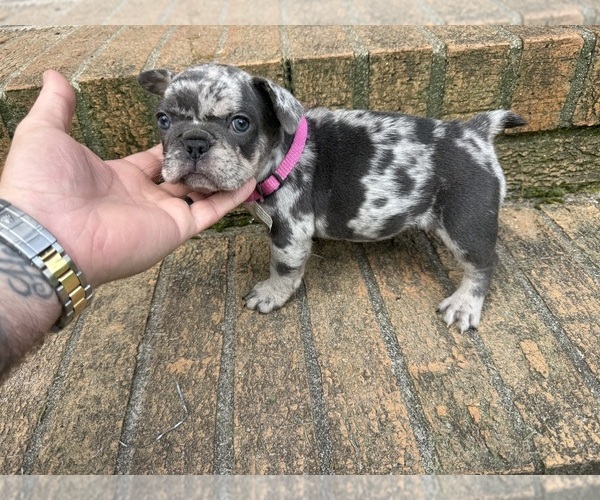 Medium Photo #15 French Bulldog Puppy For Sale in MACON, GA, USA