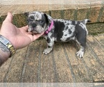 Small #14 French Bulldog