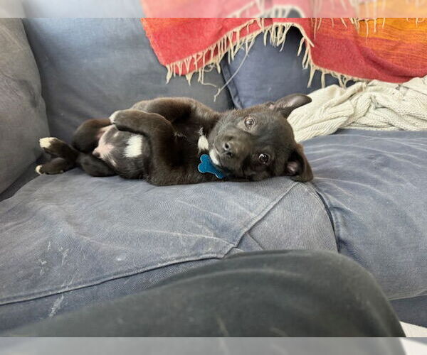 Medium Photo #2 Mutt Puppy For Sale in Plainfield, IL, USA