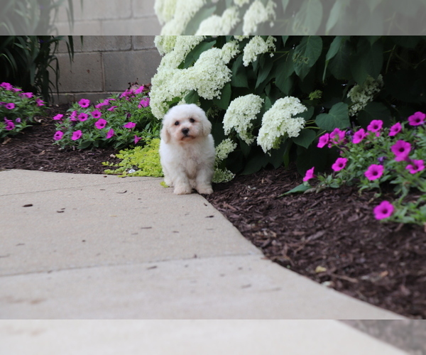 Medium Photo #3 Bichon Frise Puppy For Sale in HUMBOLDT, IL, USA
