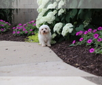 Small #2 Bichon Frise