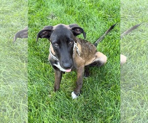 Sawubona - Female Mutt Dog for Adoption - Photo #2