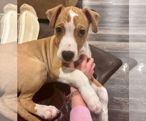 American Boston Bull Terrier Dogs for adoption in GILBERTS, IL, USA