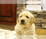 Small Photo #3 Golden Retriever Puppy For Sale in VANCOUVER, WA, USA