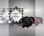 Litter of 4 - Male(s) and Female(s) Schnauzer (Miniature)Litter of Puppies for Sale - Photo #9