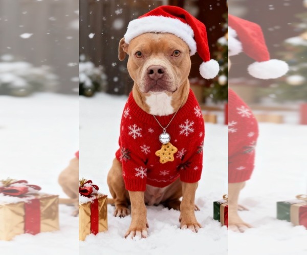 Medium Photo #1 American Staffordshire Terrier-Unknown Mix Puppy For Sale in Westwood, NJ, USA