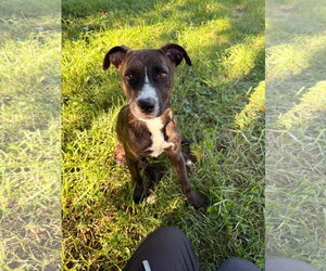 American Pit Bull Terrier-Unknown Mix Dogs for adoption in Germantown, OH, USA