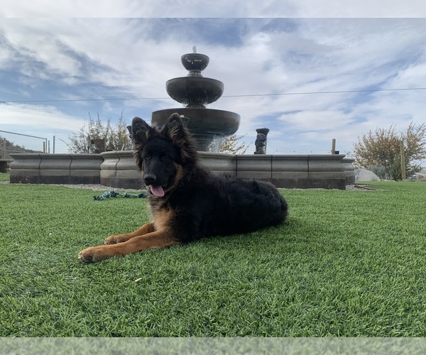 Medium Photo #35 German Shepherd Dog Puppy For Sale in PINON HILLS, CA, USA