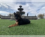 Small #34 German Shepherd Dog