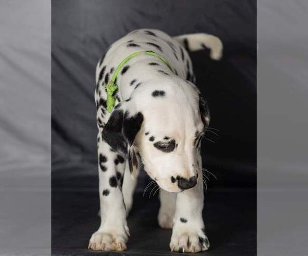 Medium Photo #26 Dalmatian Puppy For Sale in JASPER, FL, USA