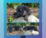 Small Photo #37 German Shepherd Dog Puppy For Sale in BROOKFIELD, MO, USA