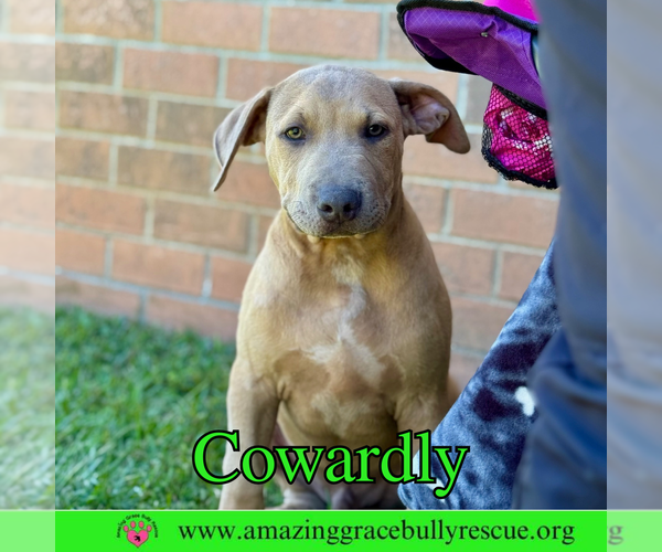 Medium Photo #1 Bulldog-Labrador Retriever Mix Puppy For Sale in Pensacola, FL, USA