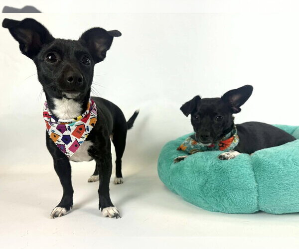 Medium Photo #4 Chiweenie Puppy For Sale in Phoenix, AZ, USA