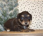 Small Photo #27 Aussiedoodle Miniature  Puppy For Sale in NEWBERRY, IN, USA