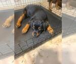 Small #2 Rottweiler