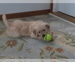 Small Photo #11 English Cream Golden Retriever Puppy For Sale in MECHANICSVILLE, MD, USA