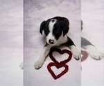 Small Photo #2 Border Collie-Unknown Mix Puppy For Sale in Mukwonago, WI, USA
