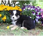 Small #2 Miniature Australian Shepherd