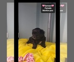 Small #2 Morkie Poo (Toy)