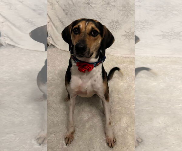 Medium Photo #6 Treeing Walker Coonhound-Unknown Mix Puppy For Sale in Germantown, OH, USA