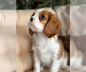 Cavalier King Charles Spaniel Puppy for sale in Volgodonsk, Rostov, Russia