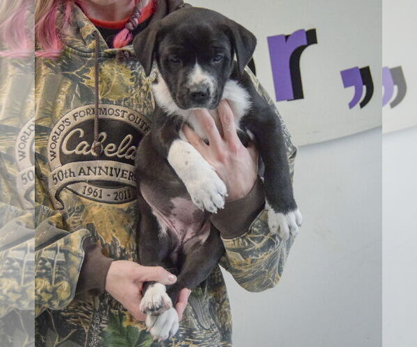 Medium Photo #4 American Bulldog-Unknown Mix Puppy For Sale in Huntley, IL, USA