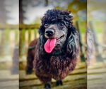 Small #1 Poodle (Toy) Mix