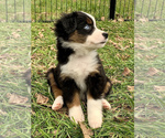 Small Photo #2 Miniature Australian Shepherd Puppy For Sale in WOODRUFF, SC, USA