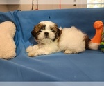 Small Photo #2 Shih Tzu Puppy For Sale in CAMPBELL HILL, IL, USA