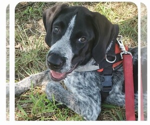 German Shorthaired Pointer-Great Pyrenees Mix Dogs for adoption in MASON, TX, USA
