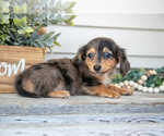 Small #2 Dachshund