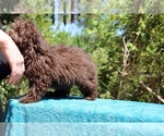 Small #25 ShihPoo