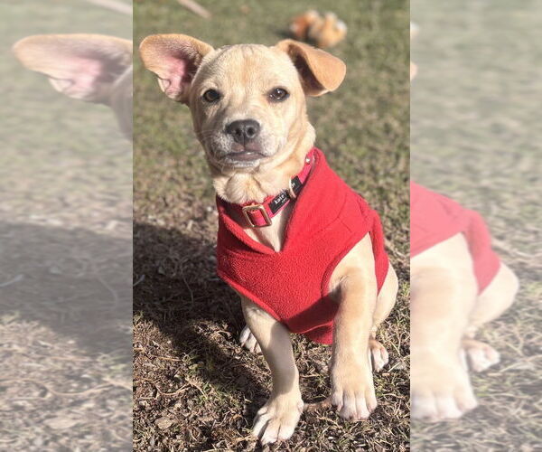 Medium Photo #5 Chihuahua-Rhodesian Ridgeback Mix Puppy For Sale in San Bernardino, CA, USA