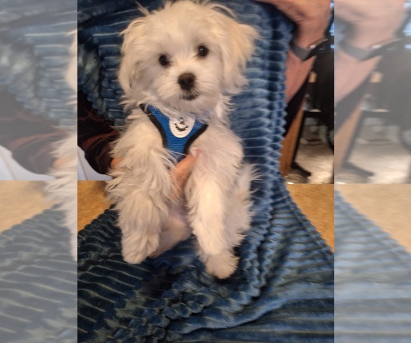 Medium Photo #4 Maltese Puppy For Sale in BEAR RIVER, WY, USA