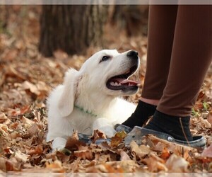 English Cream Golden Retriever Litter for sale in LANCASTER, WI, USA