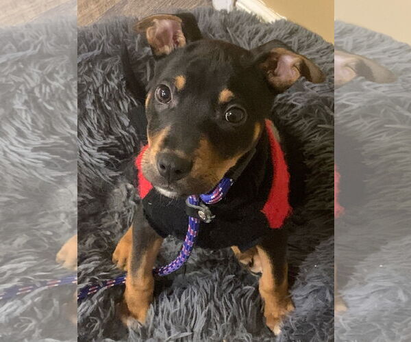 Medium Photo #8 Mutt Puppy For Sale in Chester, NJ, USA